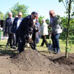 Dąb Wolności na Skwerze Szarych Szeregów. / Piotr Michalski / Radio Kielce