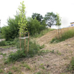 Koszenie terenów zielonych w Kielcach (20 czerwca 2014 r.) / Piotr Michalski / Radio Kielce