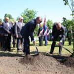 Dąb Wolności na Skwerze Szarych Szeregów. / Piotr Michalski / Radio Kielce