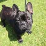 Europejska Wystawa Psów Rasowych / Piotr Michalski / Radio Kielce