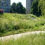 Koszenie terenów zielonych w Kielcach (12 czerwca 2014 r.) / Paweł Klepka / Radio Kielce