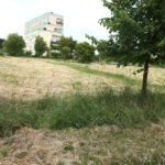 Koszenie terenów zielonych w Kielcach (20 czerwca 2014 r.) / Piotr Michalski / Radio Kielce