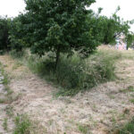 Koszenie terenów zielonych w Kielcach (20 czerwca 2014 r.) / Piotr Michalski / Radio Kielce