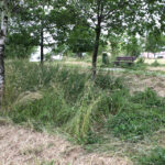 Koszenie terenów zielonych w Kielcach (20 czerwca 2014 r.) / Piotr Michalski / Radio Kielce