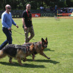 Europejska Wystawa Psów Rasowych / Piotr Michalski / Radio Kielce