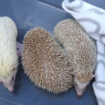 Europejska Wystawa Psów Rasowych / Piotr Michalski / Radio Kielce