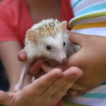 Europejska Wystawa Psów Rasowych / Piotr Michalski / Radio Kielce