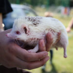 Europejska Wystawa Psów Rasowych / Piotr Michalski / Radio Kielce