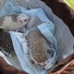 Europejska Wystawa Psów Rasowych / Piotr Michalski / Radio Kielce