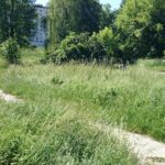 Koszenie terenów zielonych w Kielcach (12 czerwca 2014 r.) / Paweł Klepka / Radio Kielce