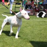 Europejska Wystawa Psów Rasowych / Piotr Michalski / Radio Kielce