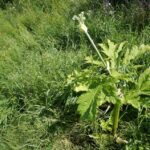 barszcz sosnowskiego / Krzysztof Żołądek / Radio Kielce