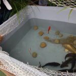 Ryby – wszyscy o tym wiedzą, że są zdrowe i smaczne. Do ich jedzenia zachęcały dzieci w audycji Dzień Dobry Dzieci. / Jarosław Dragan / Radio Kielce