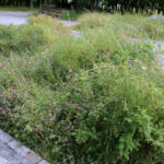 Nieporządek w okolicach Kadzielni / Kamil Król / Radio Kielce