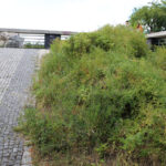 Nieporządek w okolicach Kadzielni / Kamil Król / Radio Kielce