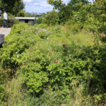 Nieporządek w okolicach Kadzielni / Kamil Król / Radio Kielce