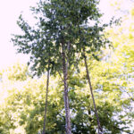 Zatknięcie wiechy na nowym budynku Wydziału Nauk o Zdrowiu UJK / Kamil Król / Radio Kielce