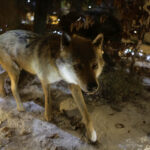 Ośrodek edukacji leśnej Nadleśnictwa Kielce / Wojciech Habdas / Radio Kielce