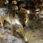 Ośrodek edukacji leśnej Nadleśnictwa Kielce / Wojciech Habdas / Radio Kielce