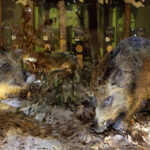 Ośrodek edukacji leśnej Nadleśnictwa Kielce / Wojciech Habdas / Radio Kielce