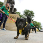 Schronisko dla Bezdomnych Zwierząt w podkieleckich Dyminach zorganizowało piknik pod hasłem "Podaj pomocną łapę" / Wojciech Habdas / Radio Kielce