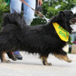 Schronisko dla Bezdomnych Zwierząt w podkieleckich Dyminach zorganizowało piknik pod hasłem "Podaj pomocną łapę" / Wojciech Habdas / Radio Kielce