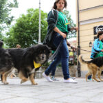 Schronisko dla Bezdomnych Zwierząt w podkieleckich Dyminach zorganizowało piknik pod hasłem "Podaj pomocną łapę" / Wojciech Habdas / Radio Kielce