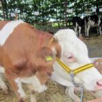 Wystawa w Modliszewicach / Ewa Okońska / Radio Kielce