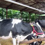 Wystawa w Modliszewicach / Ewa Okońska / Radio Kielce