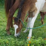 Ewa Kiślak / Radio Kielce