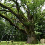 "Świętokrzyskie na Fali. 25 lat Wolności!". Zagnańsk / Ewa Kiślak / Radio Kielce