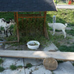 29 lipca 2014 Świętokrzyskie na Fali - Pacanów / Ewa Kiślak / Radio Kielce