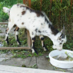 29 lipca 2014 Świętokrzyskie na Fali - Pacanów / Ewa Kiślak / Radio Kielce