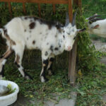 29 lipca 2014 Świętokrzyskie na Fali - Pacanów / Ewa Kiślak / Radio Kielce