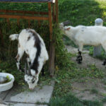 29 lipca 2014 Świętokrzyskie na Fali - Pacanów / Ewa Kiślak / Radio Kielce