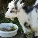 29 lipca 2014 Świętokrzyskie na Fali - Pacanów / Ewa Kiślak / Radio Kielce