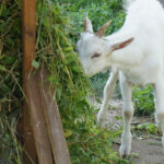 29 lipca 2014 Świętokrzyskie na Fali - Pacanów / Ewa Kiślak / Radio Kielce