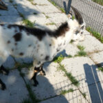 29 lipca 2014 Świętokrzyskie na Fali - Pacanów / Ewa Kiślak / Radio Kielce