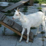 29 lipca 2014 Świętokrzyskie na Fali - Pacanów / Ewa Kiślak / Radio Kielce