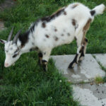 29 lipca 2014 Świętokrzyskie na Fali - Pacanów / Ewa Kiślak / Radio Kielce