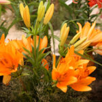 Wystawa lilii w Kieleckim Centrum Kultury / Kamil Król / Radio Kielce