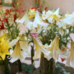 Wystawa lilii w Kieleckim Centrum Kultury / Kamil Król / Radio Kielce