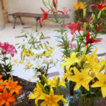 Wystawa lilii w Kieleckim Centrum Kultury / Kamil Król / Radio Kielce