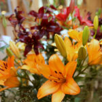 Wystawa lilii w Kieleckim Centrum Kultury / Kamil Król / Radio Kielce