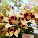 Wystawa lilii w Kieleckim Centrum Kultury / Kamil Król / Radio Kielce