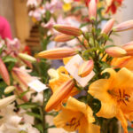 Wystawa lilii w Kieleckim Centrum Kultury / Kamil Król / Radio Kielce