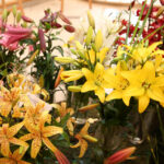 Wystawa lilii w Kieleckim Centrum Kultury / Kamil Król / Radio Kielce