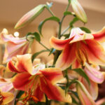 Wystawa lilii w Kieleckim Centrum Kultury / Kamil Król / Radio Kielce