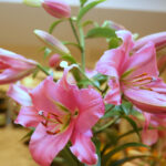 Wystawa lilii w Kieleckim Centrum Kultury / Kamil Król / Radio Kielce