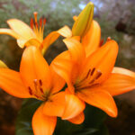 Wystawa lilii w Kieleckim Centrum Kultury / Kamil Król / Radio Kielce